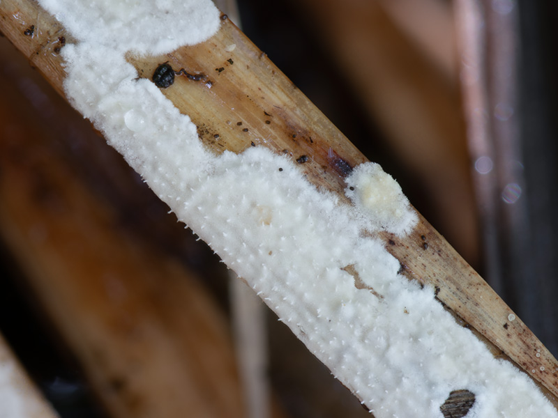 Epithele typhae Epithele typhae